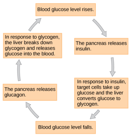 <p>metabolism</p>