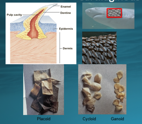 <p>Phylum Chordata: </p><p>Cartilaginous jawed fish</p><img src="https://knowt-user-attachments.s3.amazonaws.com/3492c318-4cd4-4fc1-8bb5-ba2e40c8ca49.png" data-width="100%" data-align="center" alt="knowt flashcard image"><p></p>