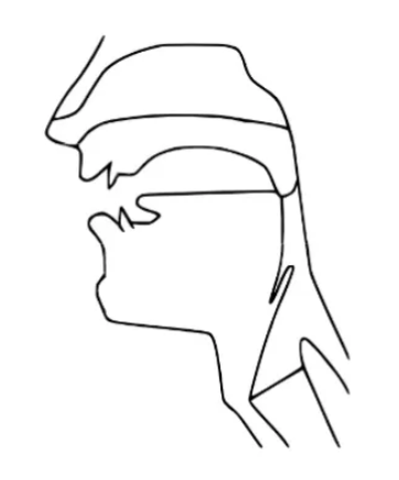 <p>articulated with the back of the tongue moving towards the uvula</p>