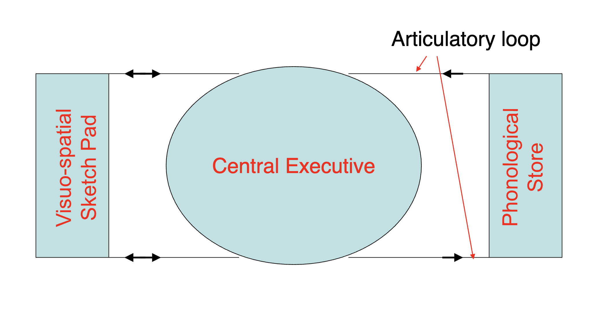 <p>storage systems are for holding information. one is phonological and one is spatial where a central executive determines what information goes where, the phonological loop receives the most attention</p>