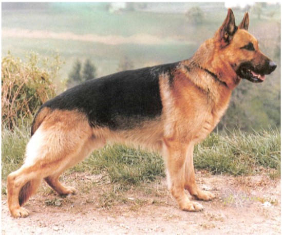 HD, Zwergenwuchs (hypophysäre Form), Megaoesophagus (Speiseröhreerweiterung)