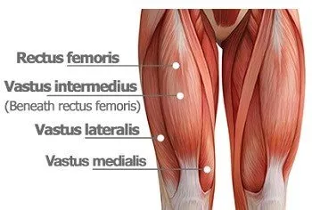 <p>Location:</p><ul><li><p><strong>anterior compartment of the thigh</strong></p></li><li><p>medial side of the thigh</p></li></ul><p></p><p>Function:</p><ul><li><p><strong>involved in knee extension</strong></p></li><li><p>extend the knee joint</p></li></ul><p></p>