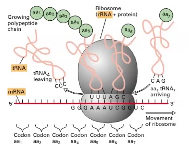 <ul><li><p>Ribosomal RNA; make up ribosome organelle</p></li><li><p>It makes proteins during translation</p></li><li><p>Svedberg unit</p></li><li><p>DNA Pol I and III</p></li></ul><p></p>