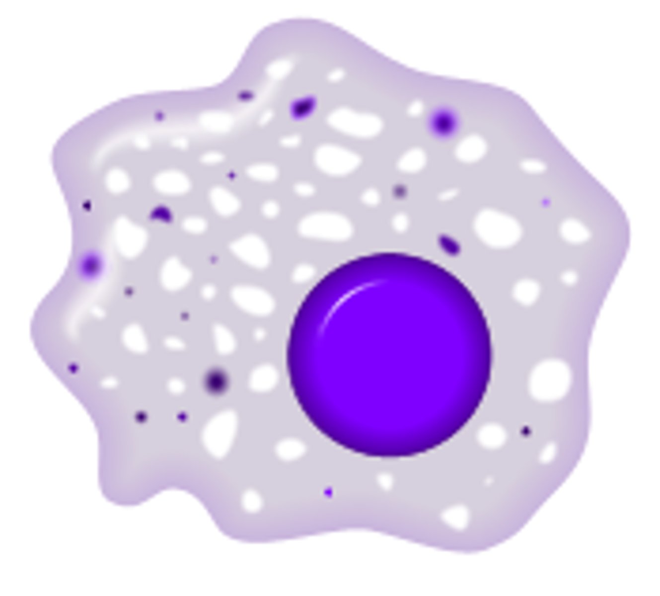 <p>(MA-kroh-fayj) A type of large white blood cell that surrounds and kills microorganisms and removes dead cells (កោសិកាស៊ី)</p>