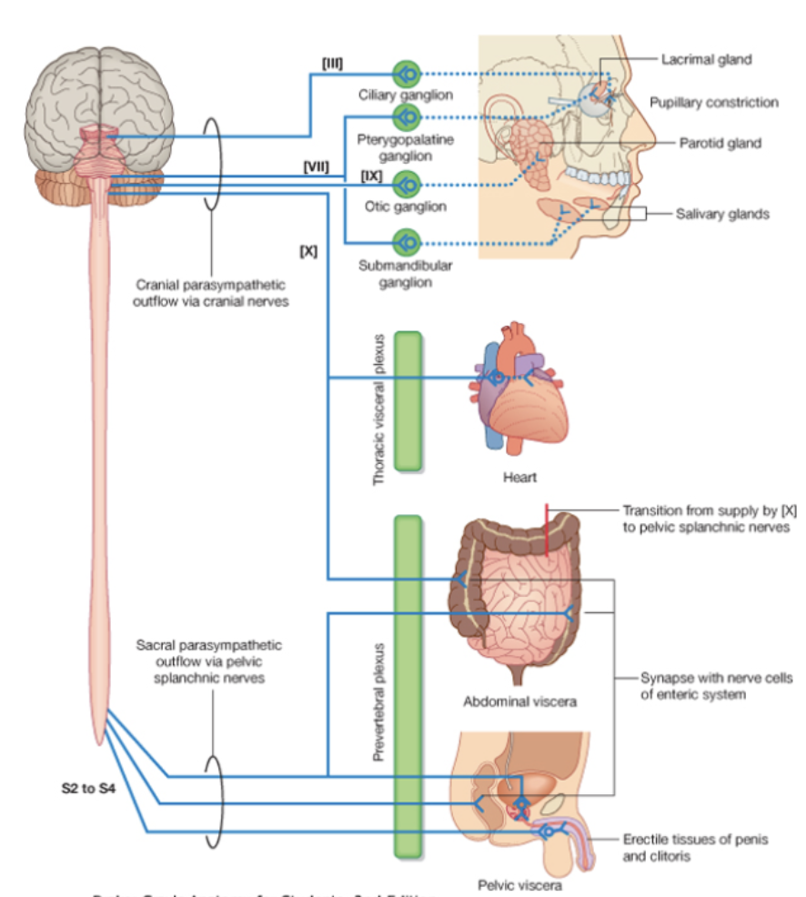 <p>Preganglionic neurons are located the brainstem for cranial nerves </p><p>↓</p><p>Brainstem parasympathetics travel with cranial nerves and act primarily in the head and neck</p><p>↓</p><p>Postganglionic neurons are located in the walls of the viscera (intramural ganglia) they innervate</p><p></p>