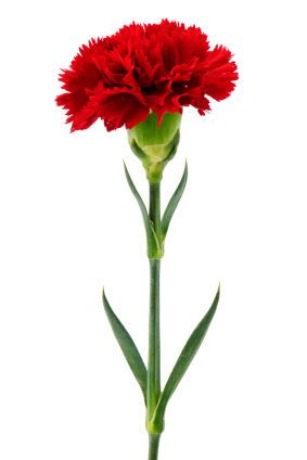 <p>What is the common name for this plant?</p>