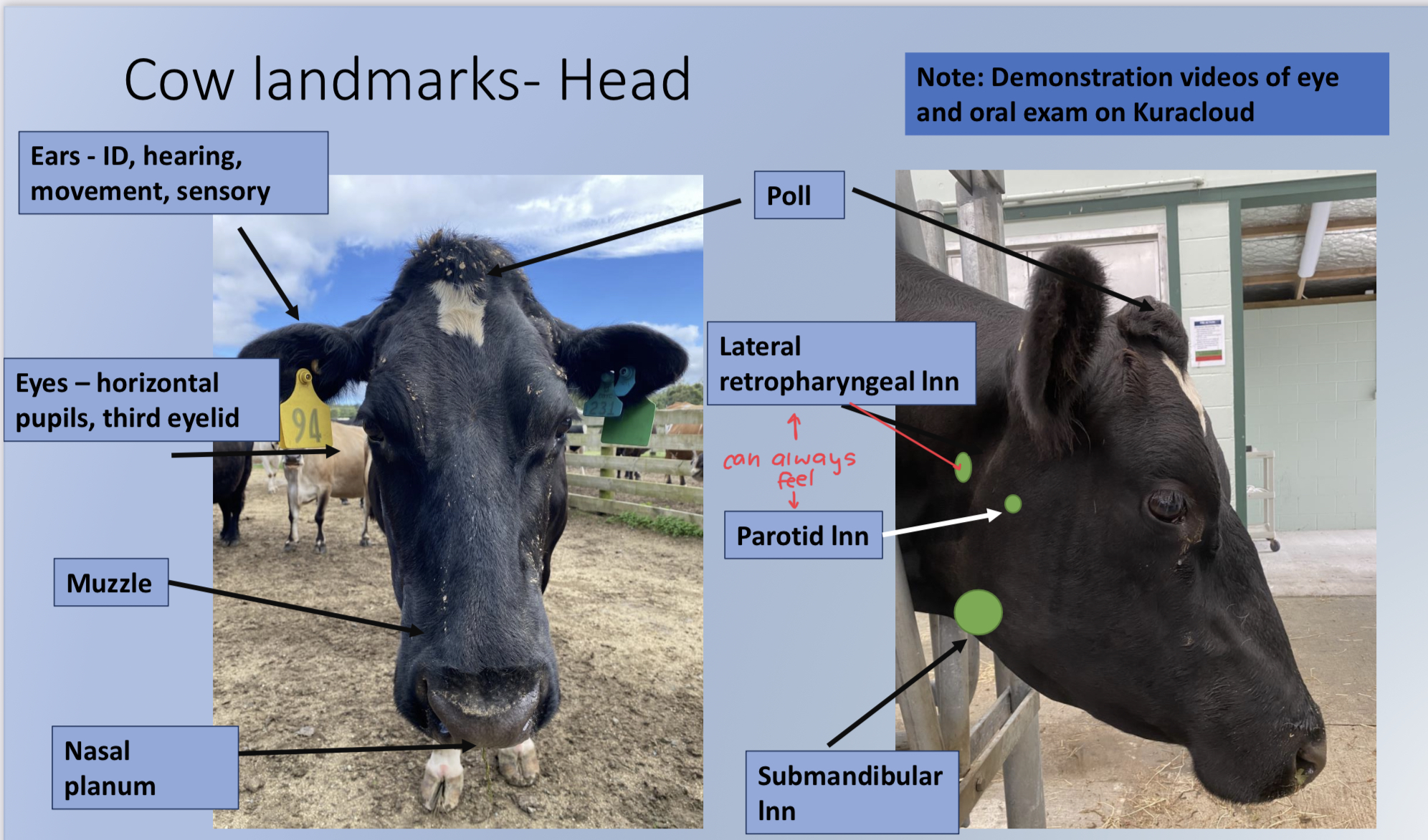 * ears
* eyes
* muzzle
* nasal planum 
* poll
* lateral retrophrayngeal LN
* parotid LN
* sub mandibular LN