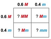 <p><span><span>Examine this Punnett square. What does the number 0.6 refer to?</span></span></p>