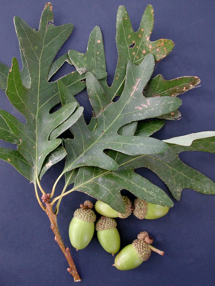 <p>What plant is this?</p>
