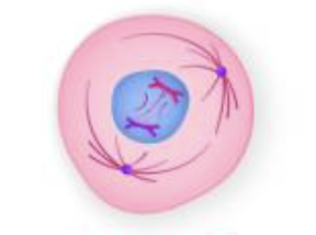 <p>What phase is this cell in?</p>