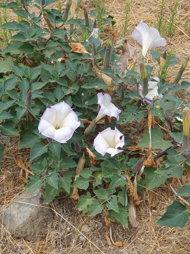 <p><strong>Datura wrightii (</strong><span><strong>Sacred Datura)</strong></span></p>