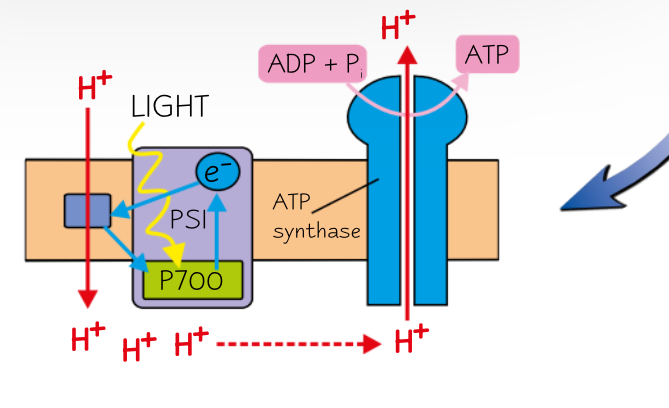 <ul><li><p>Only uses PSI.</p></li><li><p>The electrons from the chlorophyll molecule aren’t passed onto NADP, but are passed back to PSI via electron carriers.</p></li><li><p>Meaning the electrons are recycled and can repeatedly flow through PSI.</p></li><li><p>Doesn’t produce any reduced NADP or O2.</p></li></ul>