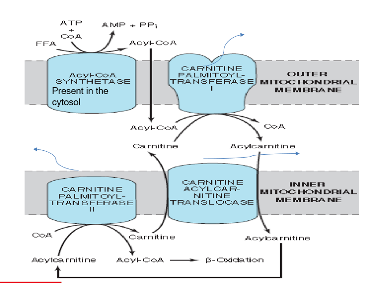 <ul><li><p><strong>β oxidation </strong>occurs in the mitochondria<strong> </strong>and the fatty acids are present in the cystol.</p></li><li><p>The fatty acid in the cystol will be acted on an enzyme known as THIOKINASE where it utilizes ATP and CoASH and essentially adds a CoA group to the FFA and activates it and forms<strong> fatty acyl CoA</strong>.</p></li><li><p>In the outer membrane of the mitochondria, an enzyme CPT1 is present. This enzyme will remove the CoASH group and add a carnitine group forming acylcarnitine.</p></li><li><p>The acyl carnitine then moves pass the inner mitochondrial membrane by the enzyme CACT (Carnitine-acylcarnitine Translocase).</p></li><li><p>In the mitochondrial matrix, the enzyme CPT2 converts acylcarnitine to Acyl CoA and carnitine is regenerated.</p></li></ul>