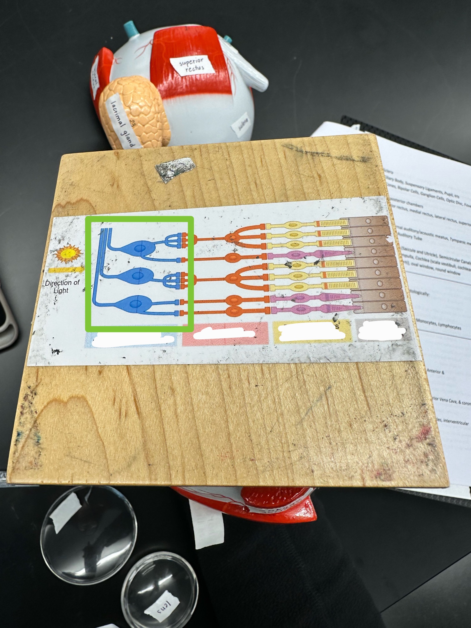 knowt flashcard image