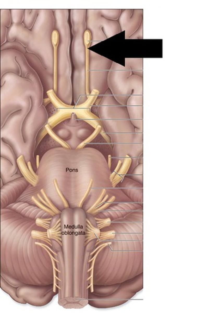 <p>Sensory for smell; located in nasal cavity; fibers pass through cribriform foramina to olfactory bulb</p>