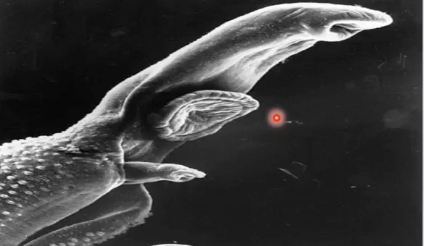 <p>(parasitology)</p><ul><li><p>“Loving” flatworms</p></li><li><p>Gonochoristic = have distinct sexes (male or female)</p></li><li><p>Male surrounds female and encloses with gynecoforic canal and brings female along with him</p></li><li><p>Male feeds on host’s blood and passes to the female, as well as chemicals which help females develop</p></li><li><p>Sometimes “divorce” when female jump to another male</p></li></ul><p></p>
