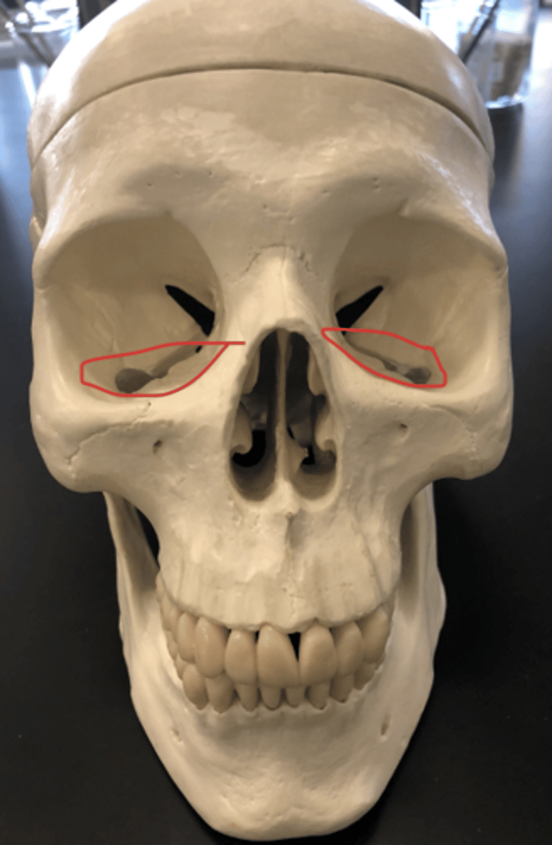knowt flashcard image