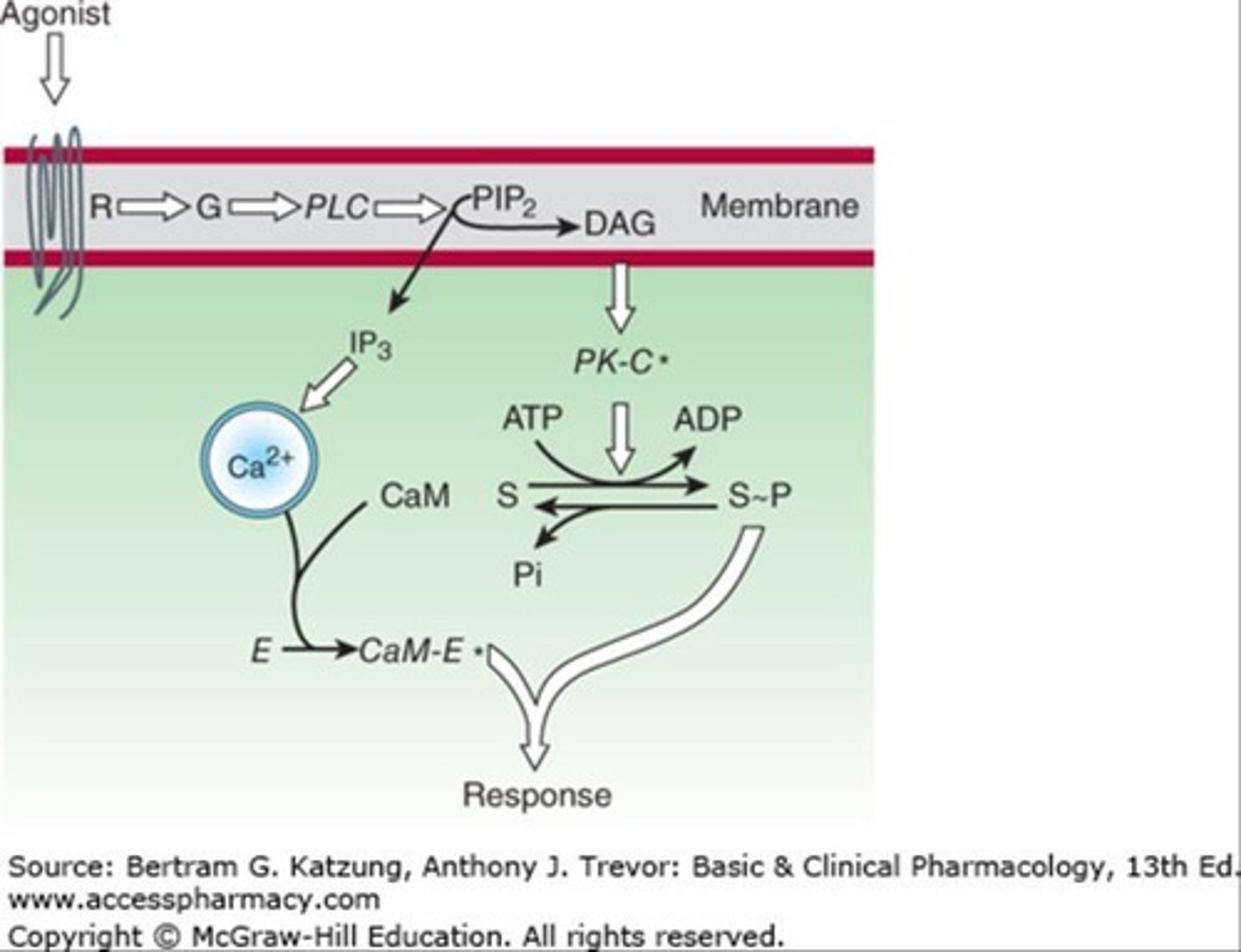 <p>They bind to receptors linked to G proteins and stimulate membrane enzyme phospholipase C.</p>