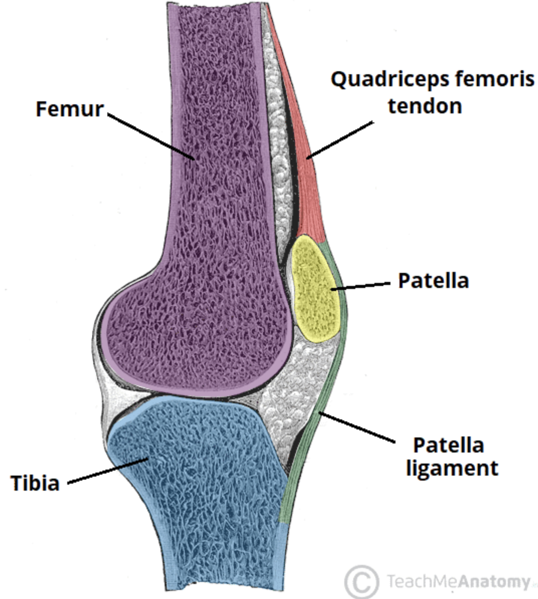 <ul><li><p>Largest and most complex of the diarthrotic joints (Diarthrotic= freely movable joint) </p></li><li><p>Predominantly a hinge joint</p></li><li><p>Consists of two articulations: 1) Tibiofemoral joint 2) Patellofemoral joint</p></li><li><p>The knee joint is covered by the patella, a sesamoid bone embedded in the quadriceps (femoris) tendon superiorly</p></li></ul><p></p>