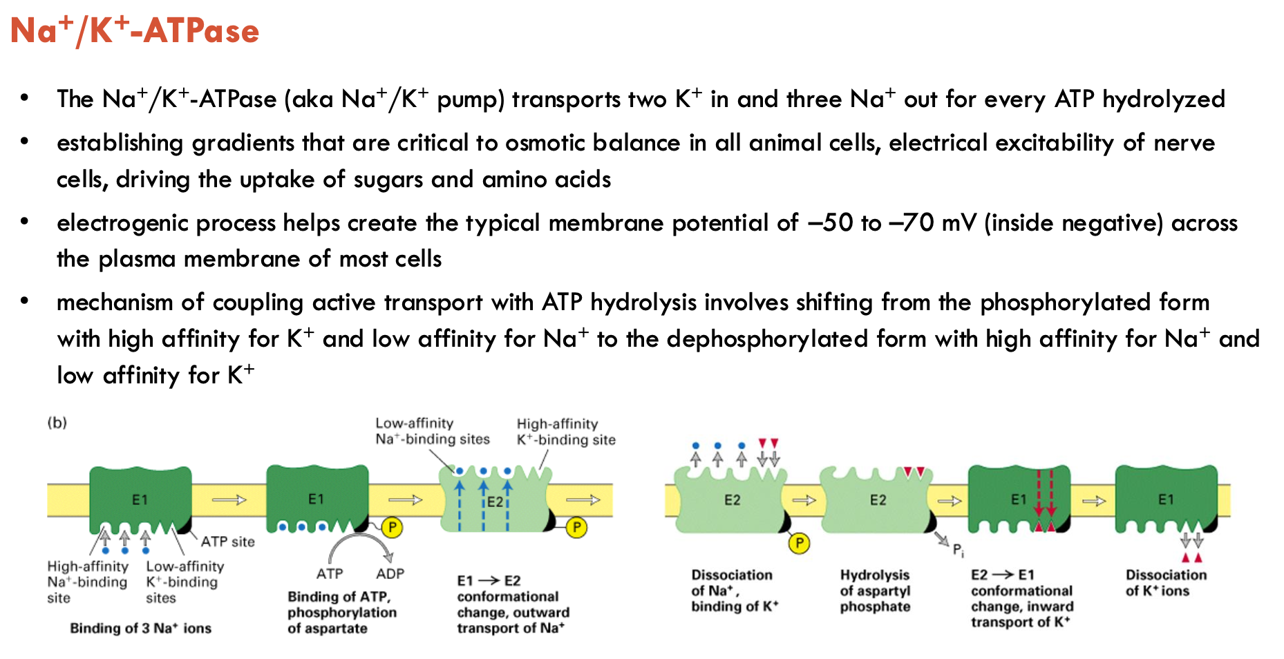 <ul><li><p>transports 2 K<sup>+ </sup>in and 3 Na<sup>+</sup> out for every ATP hydrolysed</p></li><li><p>helps create typical membrane potential of -50 to -70 mV across plasma membrane of most cells</p></li><li><p>mechanism of coupling active transport with ATP hydrolysis involves shifting form the phosphorylated form with high affinity for K<sup>+ </sup>and low affinity for Na<sup>+ </sup>to the dephosphorylated form with high affinity for Na<sup>+ </sup>and low affinity for K<sup>+ </sup></p><ul><li><p>changes in transporter conformation and ion affinity on each side of the membrane are involved in the mechanism</p></li></ul></li></ul><p></p><p></p>