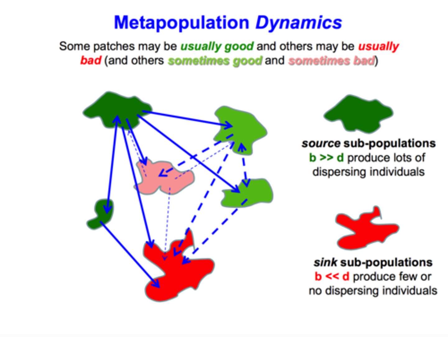 <p>a group of spatially distinct populations that are connected by occasional movements of individuals between them</p>
