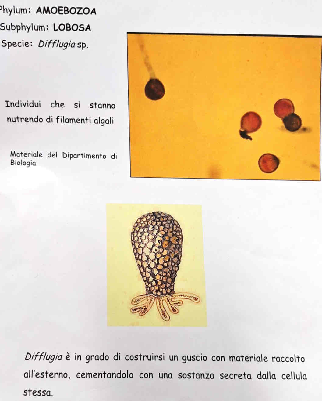 <p><em>Diffugia sp.</em></p>