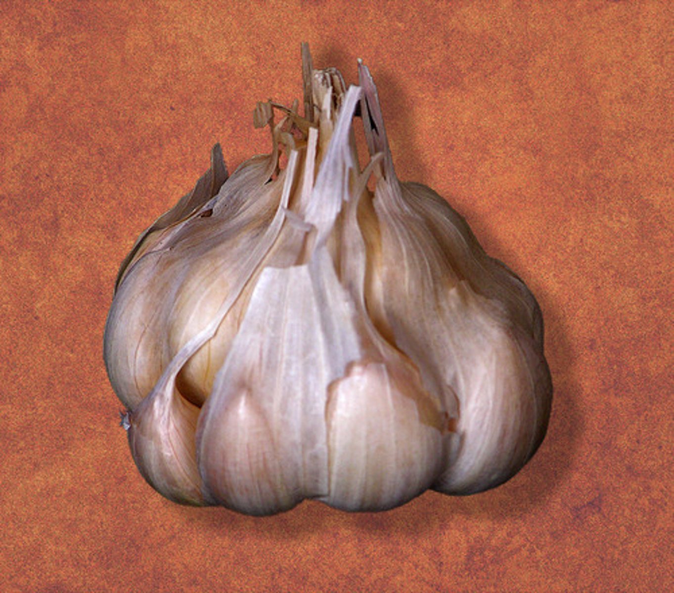 <p>garlic</p>