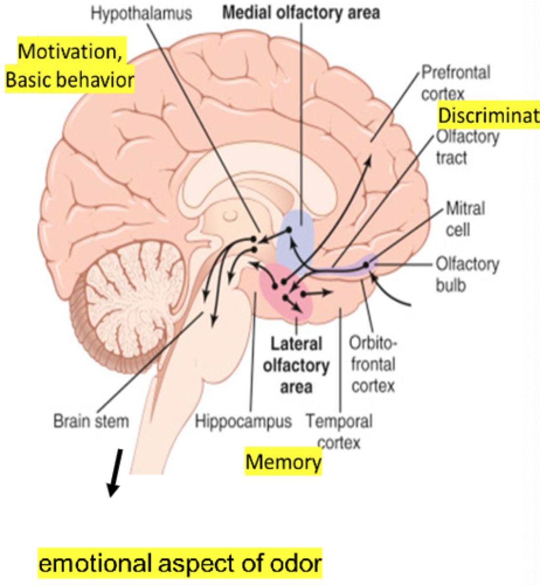 <p>- Perceive olfactory stimuli</p><p>- Perceptions of smell and memory</p>