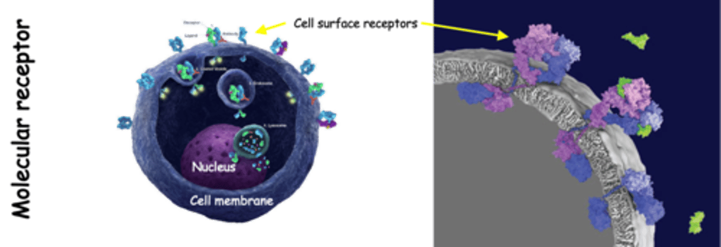 <p>What is a molecular receptor?</p>