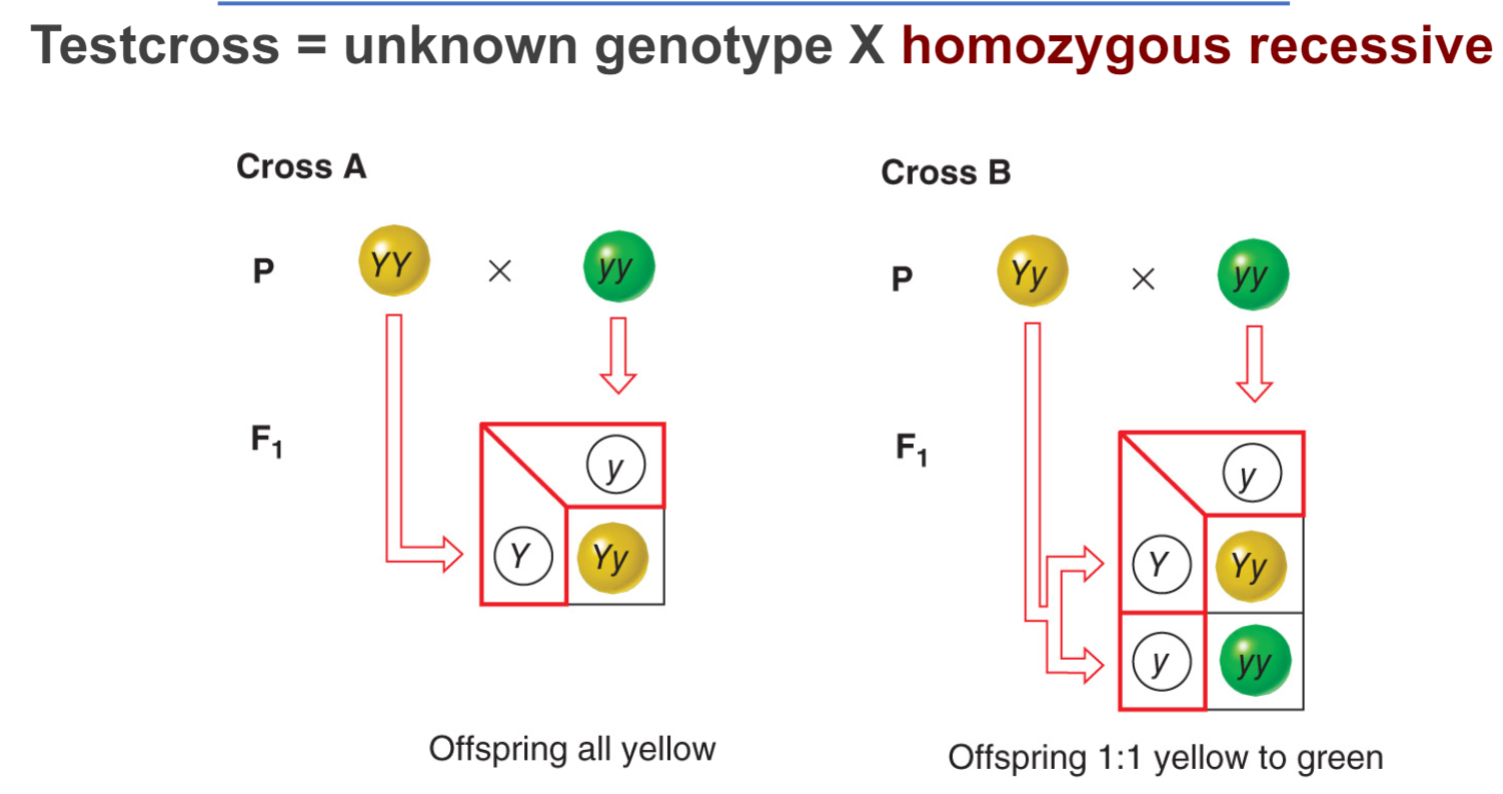 * reveals unknown genotypes
* used to discriminate btwn homozygotes dominant and heterozygotes
* testcross = unknown genotype x homozygous recessive