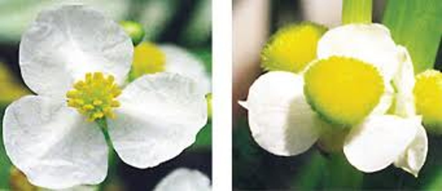 <p>Individual plants are one sex or the other. EITHER MALE OR FEMALE</p>