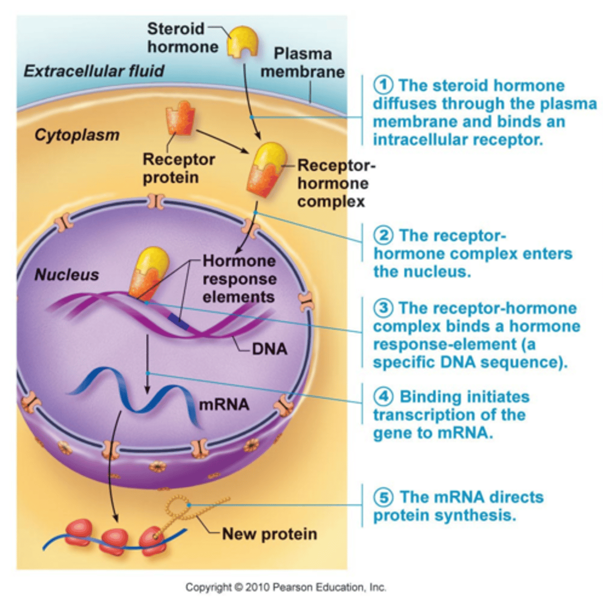 <p>Mediated by steroid hormones</p><p>Except T3 (triiodothyronine) is amino-acid based hormone but undergoes gene activation instead of cAMP signaling.</p>