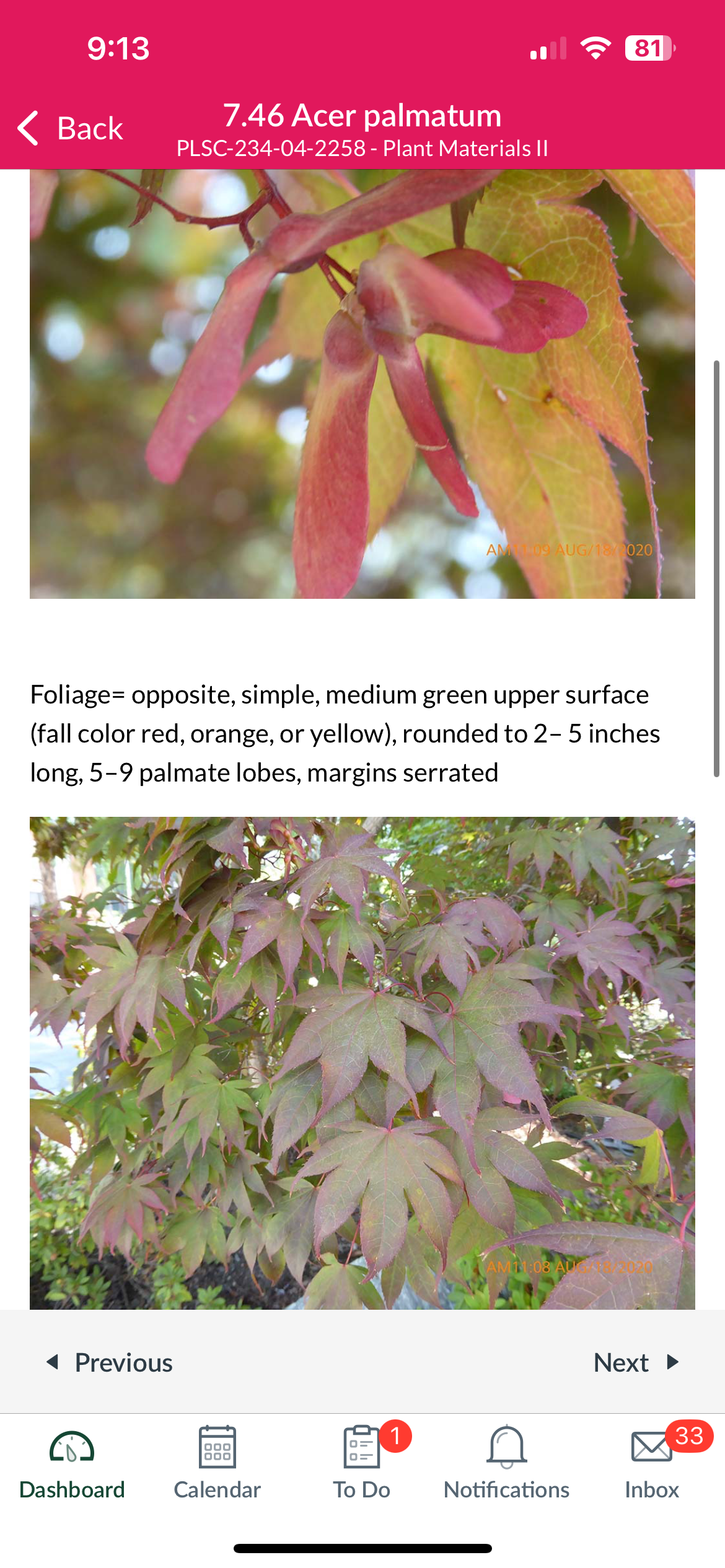 <p>Acer palmatum</p>