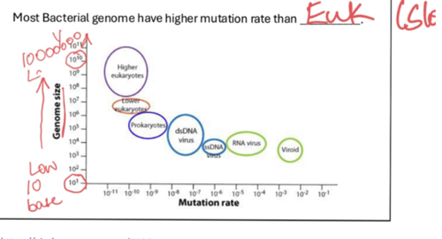 <p>higher... genome size negatively coorelates with mutation rate. (they replicate more often and have bad proofreading)</p>