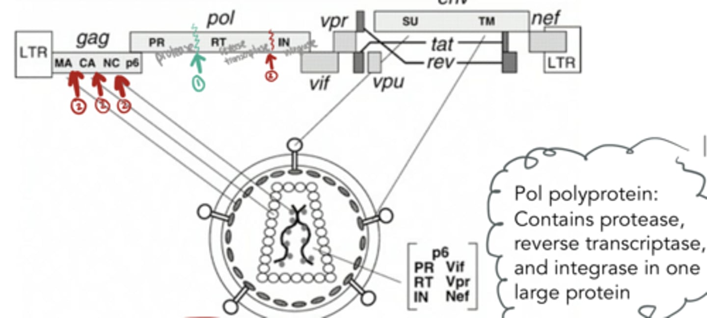 <p>HIV maturation-Protease</p><p>-first, protease cuts ___ out and then cleaves other proteins out into individual proteins</p>