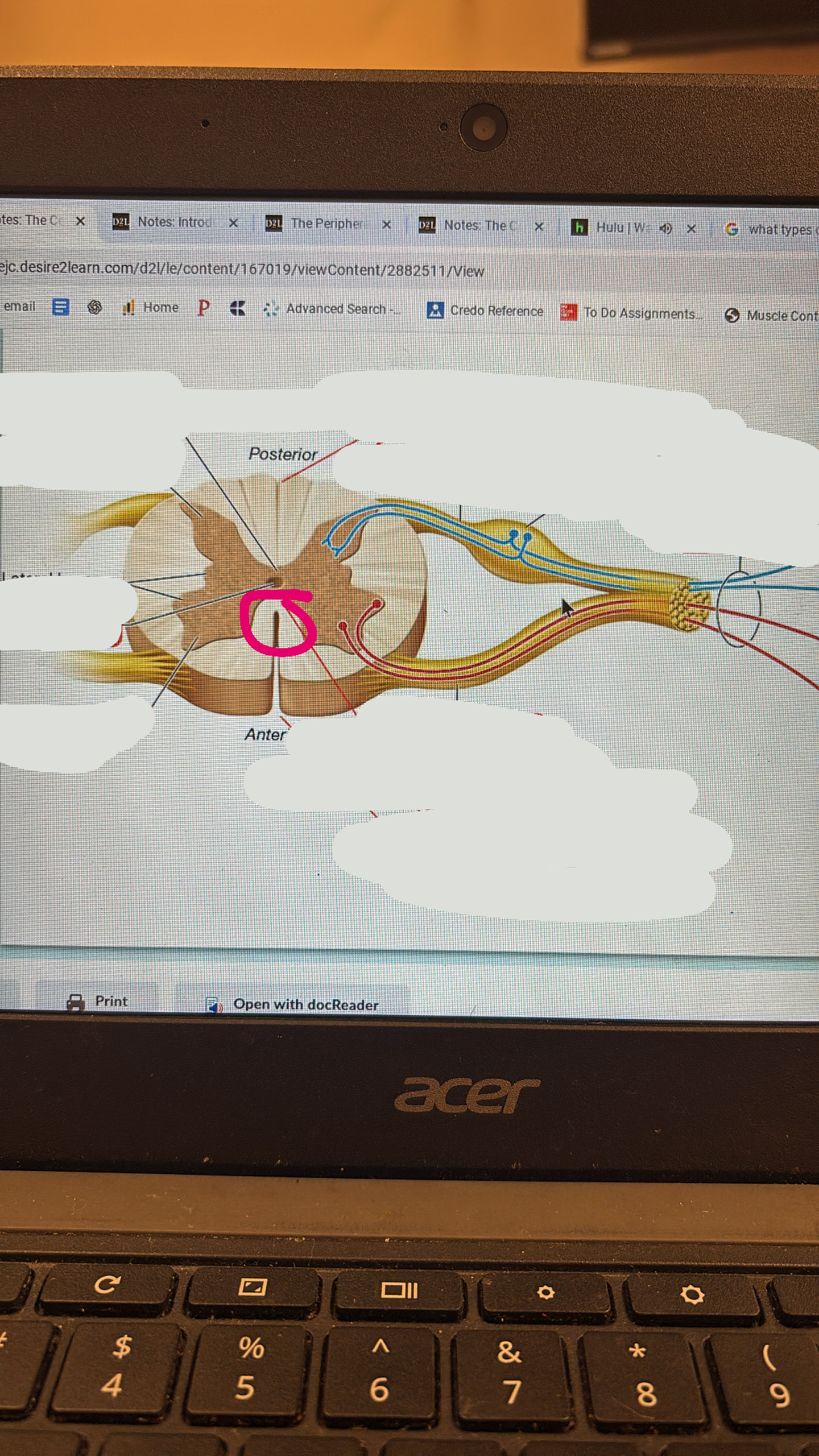 <p>white matter in spinal cord</p>
