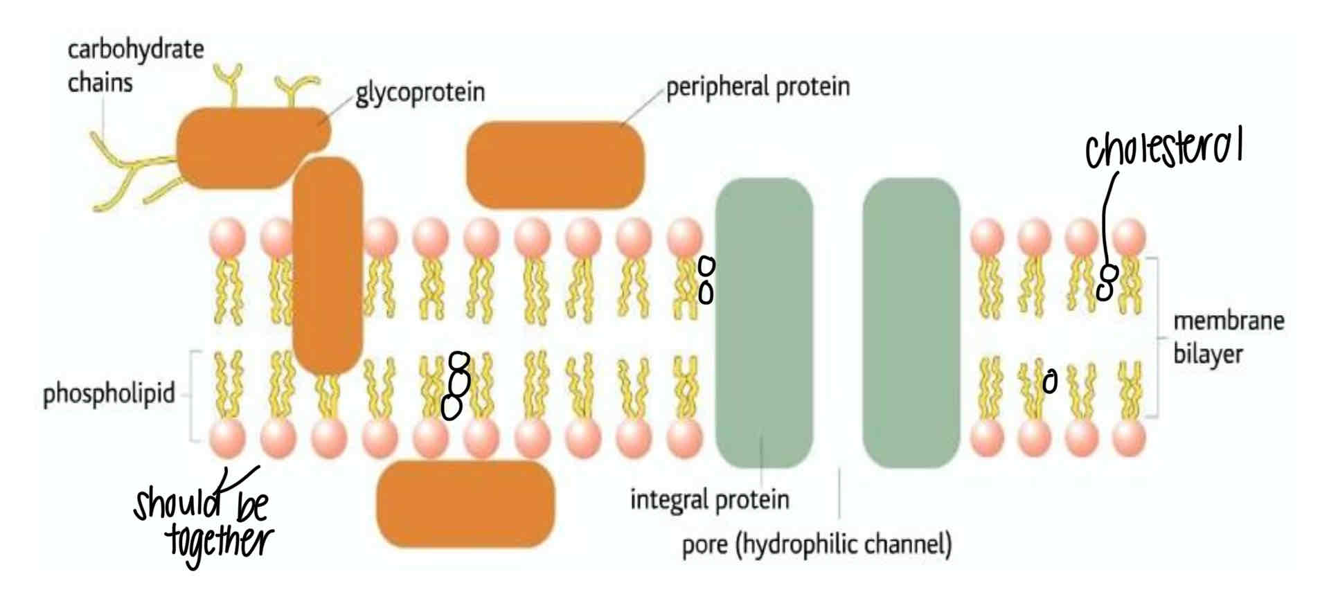 <ul><li><p><mark data-color="blue">FLUID</mark>- bc phospholipid molecules can move relative to one another- gives the membrane a flexible structure that is constantly changing its shape</p></li></ul><p></p><ul><li><p><mark data-color="blue">MOSAIC</mark>- bc the proteins that are embedded in the membrane vary in shape, size and pattern</p></li></ul>