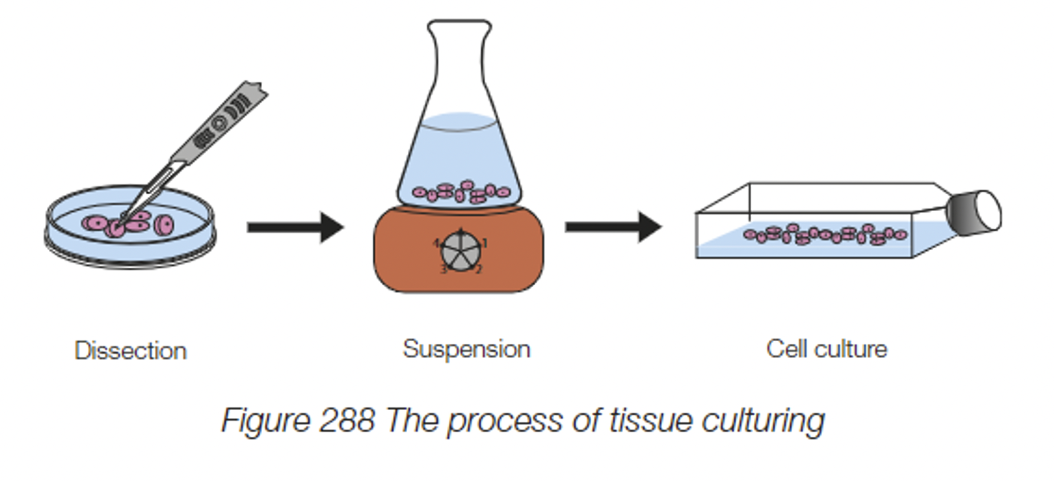 <p>Cell culture is the process of growing, and cloning cells within a controlled environment of a lab.</p><hr><p>The <strong>requirements for cell culturing</strong> include:</p><ul><li><p>Nutrients such as <strong>glucose, and oxygen</strong> (for respiration)<br></p></li><li><p><strong>Growth factors</strong> (to stimulate division)<br></p></li><li><p><strong>DNA nucleotides</strong> (to facilitate DNA replication)<br></p></li><li><p><strong>Correct</strong> and <strong>consistent temperature and pH conditions</strong> (so enzymes do not denature) (37℃ is optimal temperature in humans)<br></p></li><li><p><strong>Amino acids</strong> (for protein synthesis)<br></p></li><li><p>A <strong>sterile environment</strong> (prevent infection caused by unwanted microorganisms)</p></li></ul><p>(<em>Think of all the things a cell needs in order to grow and divide)</em>.</p><hr><p>The process for cell culturing involves the following.</p><ol><li><p>Firstly, the <strong>tissue</strong> (containing the desired cell) is <strong>dissected to expose the cells</strong>. <br></p></li><li><p>The dissected tissue is then placed in a <strong>suspension medium</strong> of protein digesting enzymes, to <strong>release the cells</strong>. <br></p></li><li><p>Thirdly, the cells. are <strong>placed into a dish</strong> (or sterile environment) <strong>with all</strong> of the <strong>requirements</strong> they need (mentioned above), and <strong>left to culture and grow</strong>. </p></li></ol>