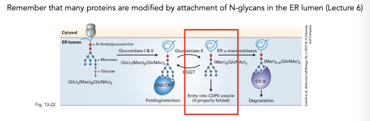 <ul><li><p>interactions w transmembrane proteins that are also being sorted</p></li><li><p>sorts proteins into COPII vesicles</p></li></ul>