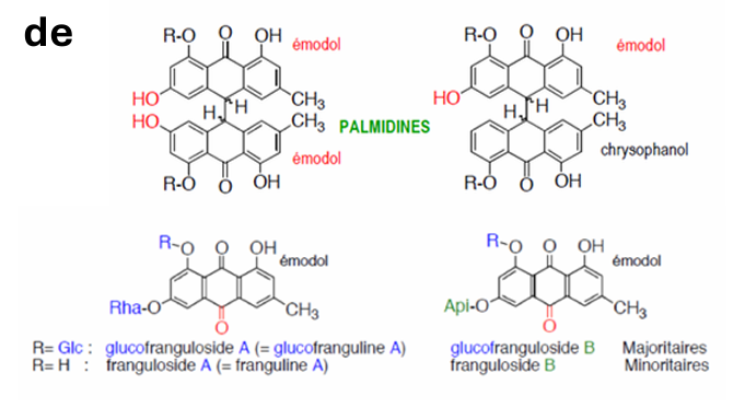 <ul><li><p>O amieiro-negro corresponde à espécie <em>Rhamnus frangula</em>, da qual se utiliza a <strong>casca</strong>.</p></li><li><p>Contém uma pequena percentagem de <strong>antraquinonas livres</strong> (< 0,1%), como a <strong>emodina</strong>.</p></li><li><p>A maior parte dos compostos ativos encontra-se sob a forma de <strong>heterósidos de antronas</strong>.</p></li><li><p>Os principais heterósidos de antronas são os <strong>frangularósidos A e B</strong> e os <strong>glucofrangularósidos A e B</strong>.</p></li><li><p>Os <strong>frangularósidos</strong> contêm <strong>ramnose ou apiose</strong>.</p></li><li><p>Os <strong>glucofrangularósidos</strong> são derivados dos frangularósidos e apresentam <strong>glucose ligada ao oxigénio do carbono 8</strong>.</p></li><li><p>Os heterósidos de <strong>antronas</strong> distinguem-se pela presença da letra <strong>“a”</strong> no nome (ex.: frangularósido).</p></li><li><p>A planta possui também os correspondentes <strong>heterósidos de antraquinonas</strong></p></li></ul><p></p>