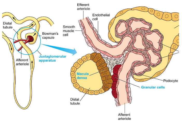 <p>Involves juxtaglomerular apparatus (where tubule passes through angle formed by afferent and efferent arterioles)</p><ul><li><p>Specialized tubular cells (macula densa) detected changes in salt level of fluid flowing by</p><ul><li><p>Increased GFR = increased salt delivery</p></li><li><p>Release of ATP from macula densa cells results in increased adenosine levels</p></li><li><p>Adenosine causes vasoconstriction in adjacent afferent arteriole and decreased GFR</p></li></ul></li></ul><p></p>