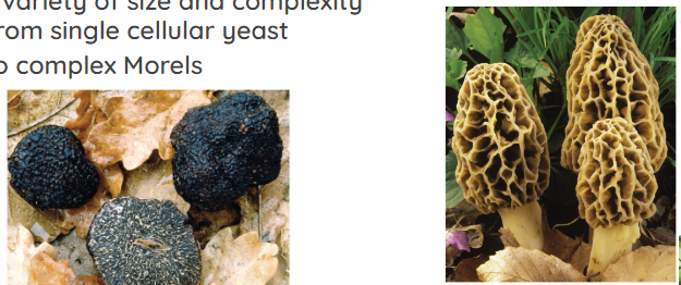 <ul><li><p>90,000 species (largest phylum of Fungi)</p></li><li><p>“Sac Fungi”</p></li><li><p>produce sexual spores in saclike Asci</p></li><li><p>fruiting bodies = Ascocarps</p></li><li><p>Ex: truffles, morels, cordyceps, penicillium</p></li></ul><p></p>