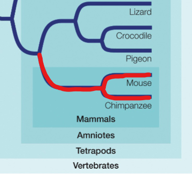 <p>pick a point on the tree and traces all descendant lineages to tip of terminal branch</p>