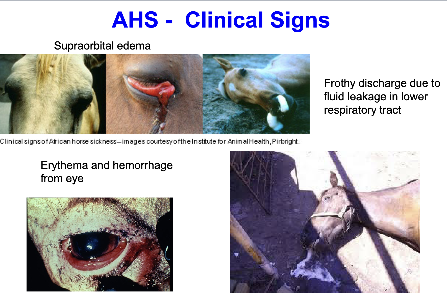 <ul><li><p>supraorbital <strong>edema</strong></p></li><li><p>frothy discharge due to fluid leakage in lower respiratory tract (pulmonary form)</p></li><li><p><strong>erythema</strong> and hemorrhage from eye</p></li><li><p><strong>high mortality </strong>(50-95% in horses)</p></li></ul><p></p>