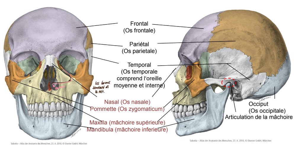 <ul><li><p>crâne du visage (Viscerocranium)</p></li><li><p>Crâne cérébral (Neurocranium)</p></li></ul><p>→ ce sont des os plat, fabrication du sang</p>