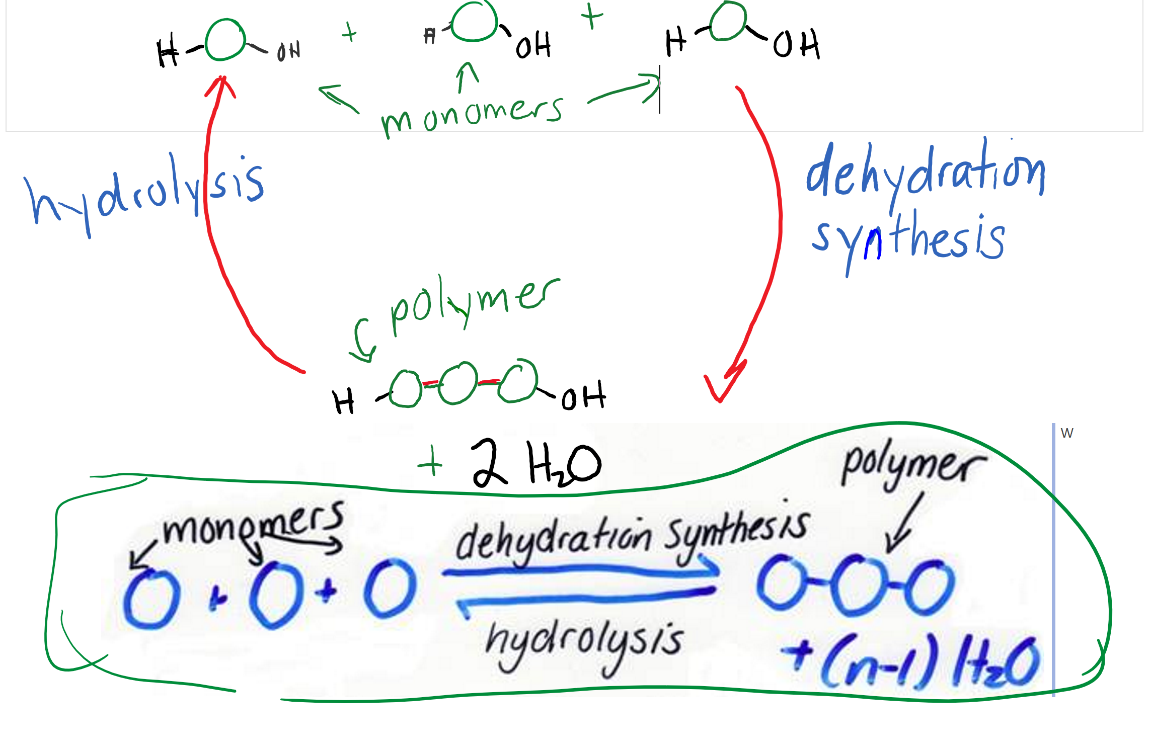 <p>Hydrolysis vs. Dehydration synthesis</p>