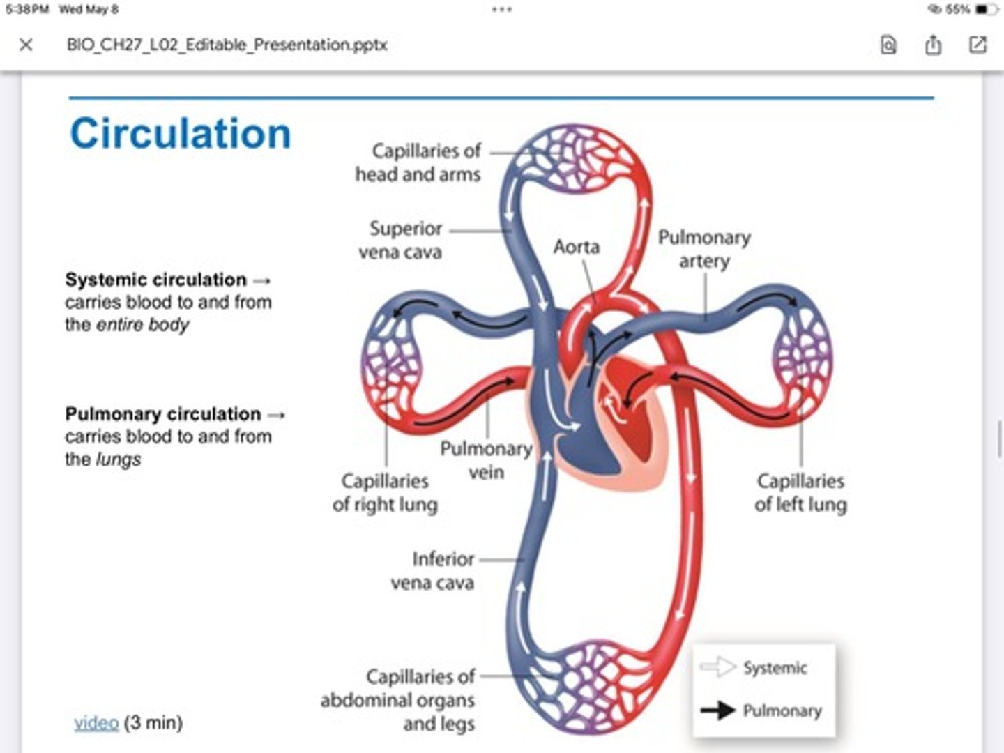 <p>Part of the systemic circulation—&gt; can cause a heart attack if veins and arteries get clogged—&gt; circulation that feeds the heart</p>