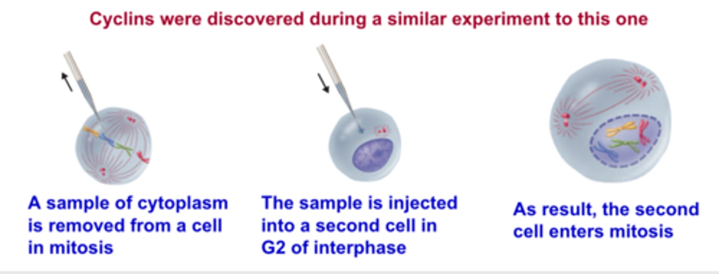 <p>A protein that helps regulate the cell cycle</p>
