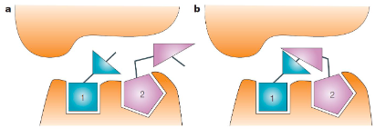 <p><span>Fragments with complementary</span><br><span>functional groups are allowed to react together in the presence of</span><br><span>the protein target and the most potent larger molecule is chosen</span></p>