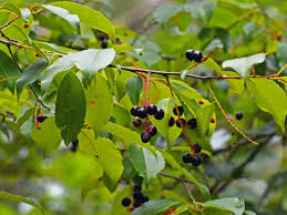 <p><span>Small cherry, black, long clusters.</span></p>